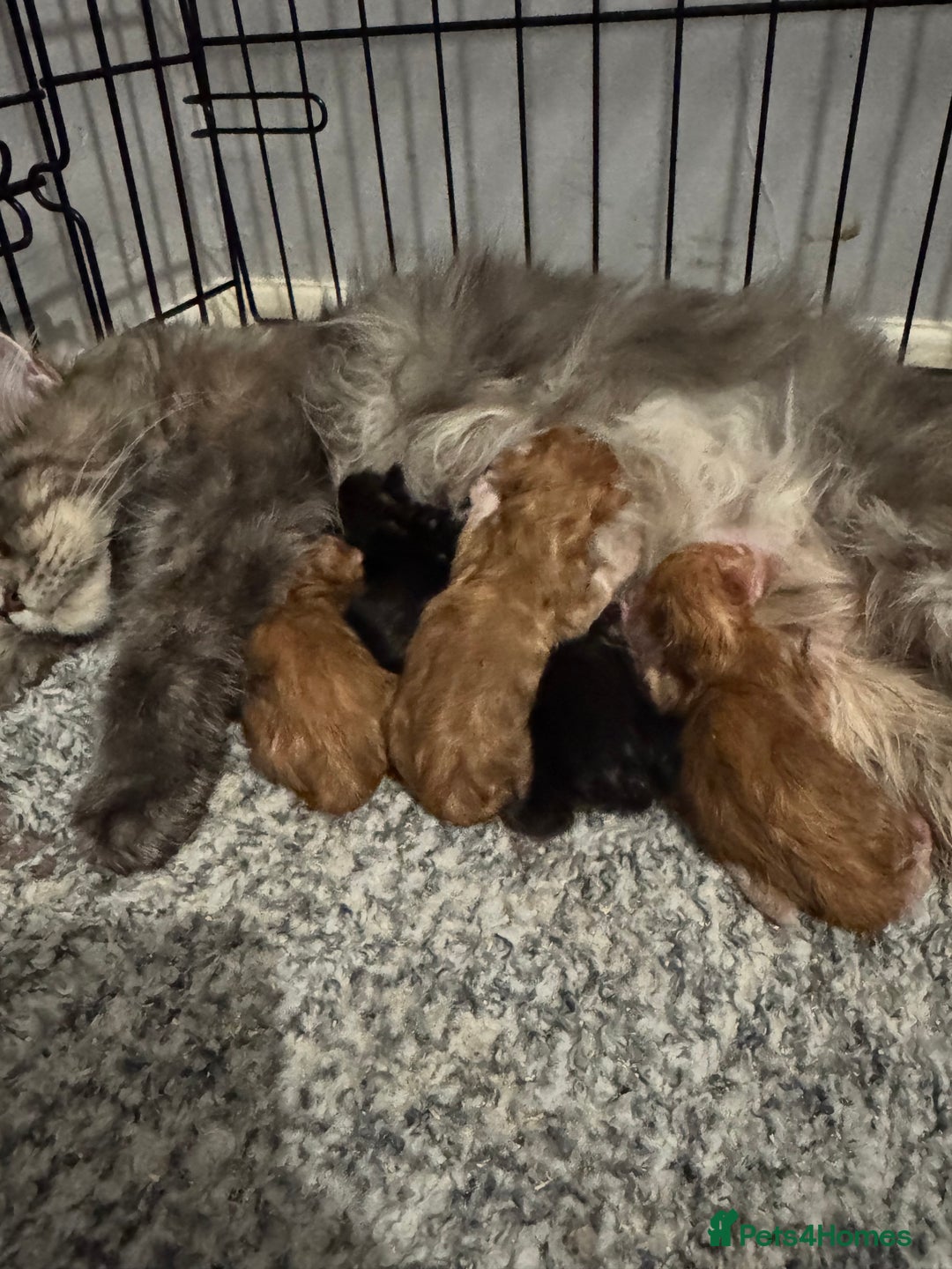 Maine Coon cats for sale: Stunning Pure Breed Maine Coon Kittens  - Image 16