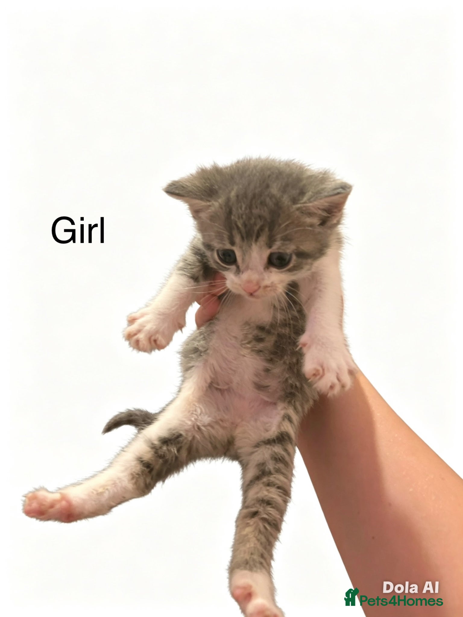 Mixed Breed cats for sale: Beautiful kittens - Advert 2
