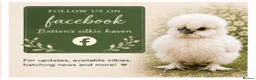 Chickens poultry for sale: Silkie chicks  in Wisbech - Advert 4
