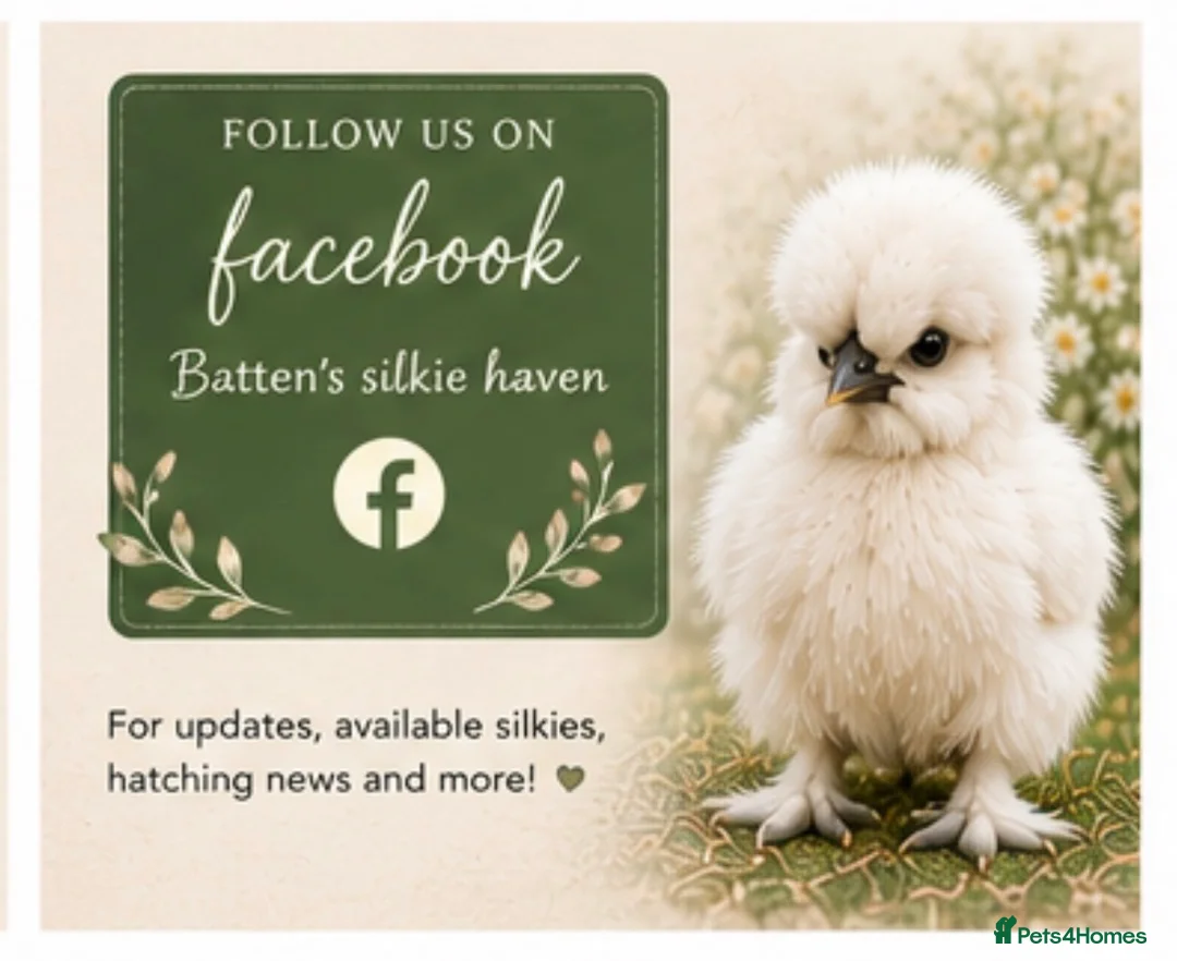 Chickens poultry for sale: Silkie chicks  in Wisbech - Advert 4
