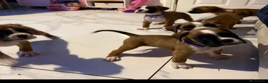 Boxer Puppy 6