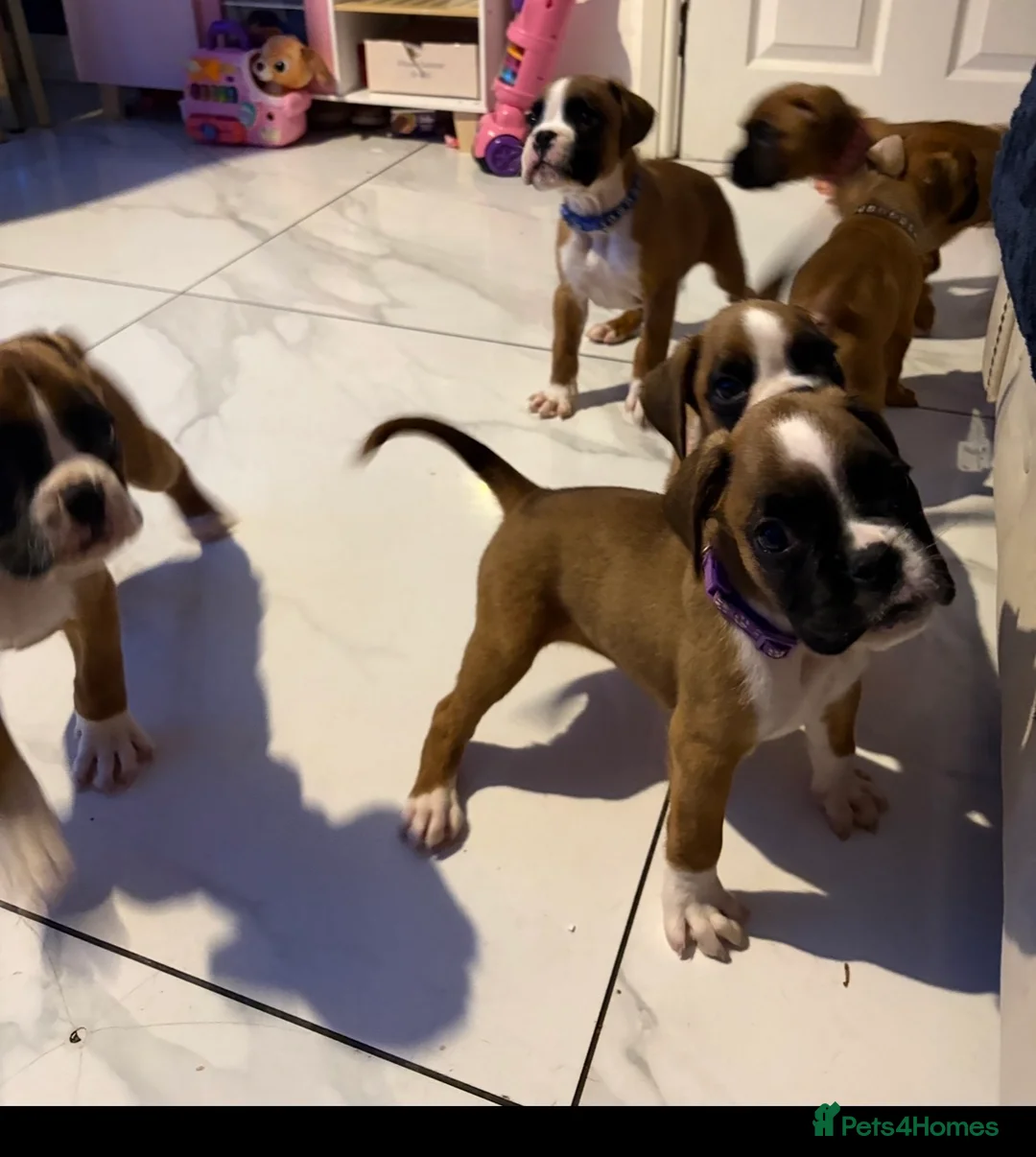 Boxer dogs for sale: KC Registered Boxer pups  - Advert 2