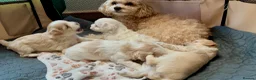 Maltipoo dogs for sale: F2 Maltipoo Puppies - Advert 15