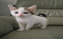 Mixed Breed cats for sale: 3 kittens - Image 3