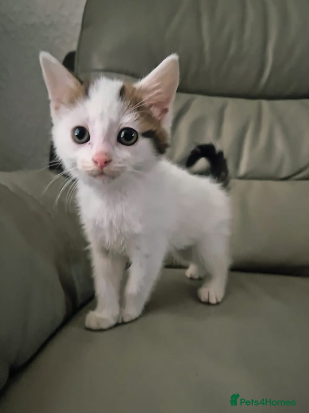 Mixed Breed cats for sale: 3 kittens - Image 3