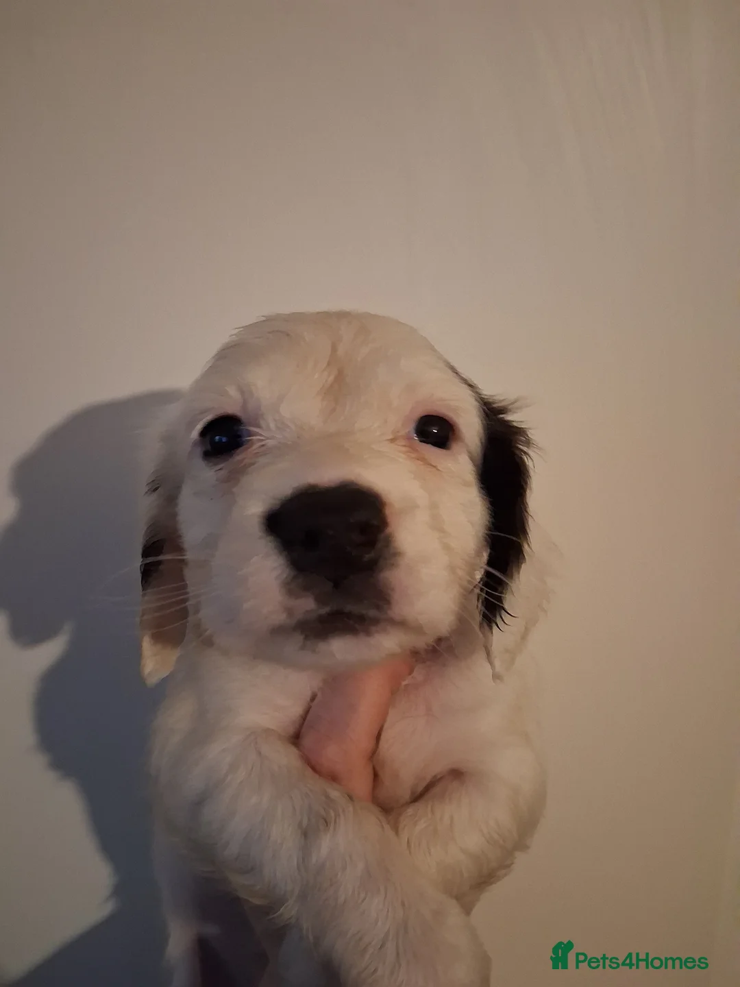 Mixed Breed dogs for sale: Dacshund x springer spaniel. - Advert 5