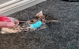 British Shorthair cats for sale: Stunning, Cheeky, Mischievous Kittens for Sale. - Image 5