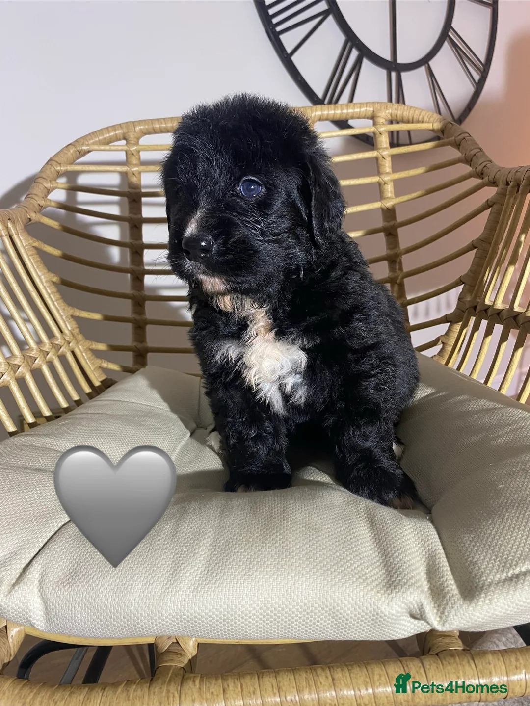 Mixed Breed dogs for sale: Golden Bernese Puppies 🖤🤍🤎 - Advert 34