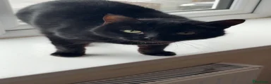 British Shorthair 1 minnie