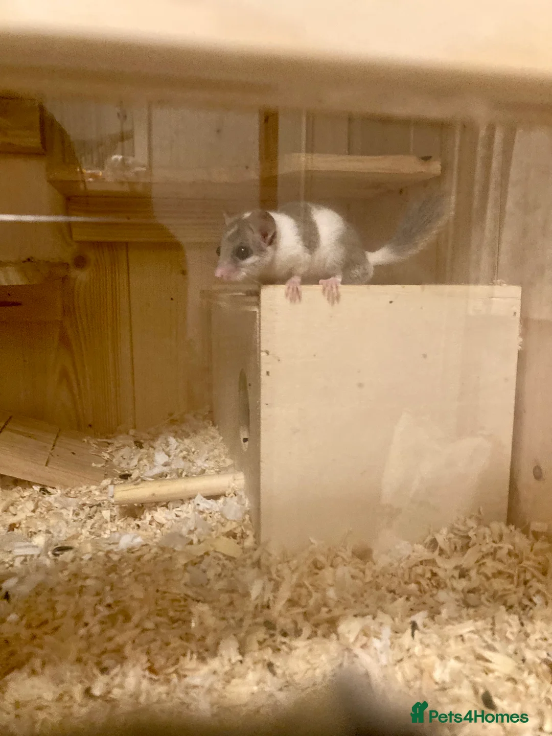 Mouse rodents for sale: Barbary striped grass mice and micro squirrel APD  - Advert 11