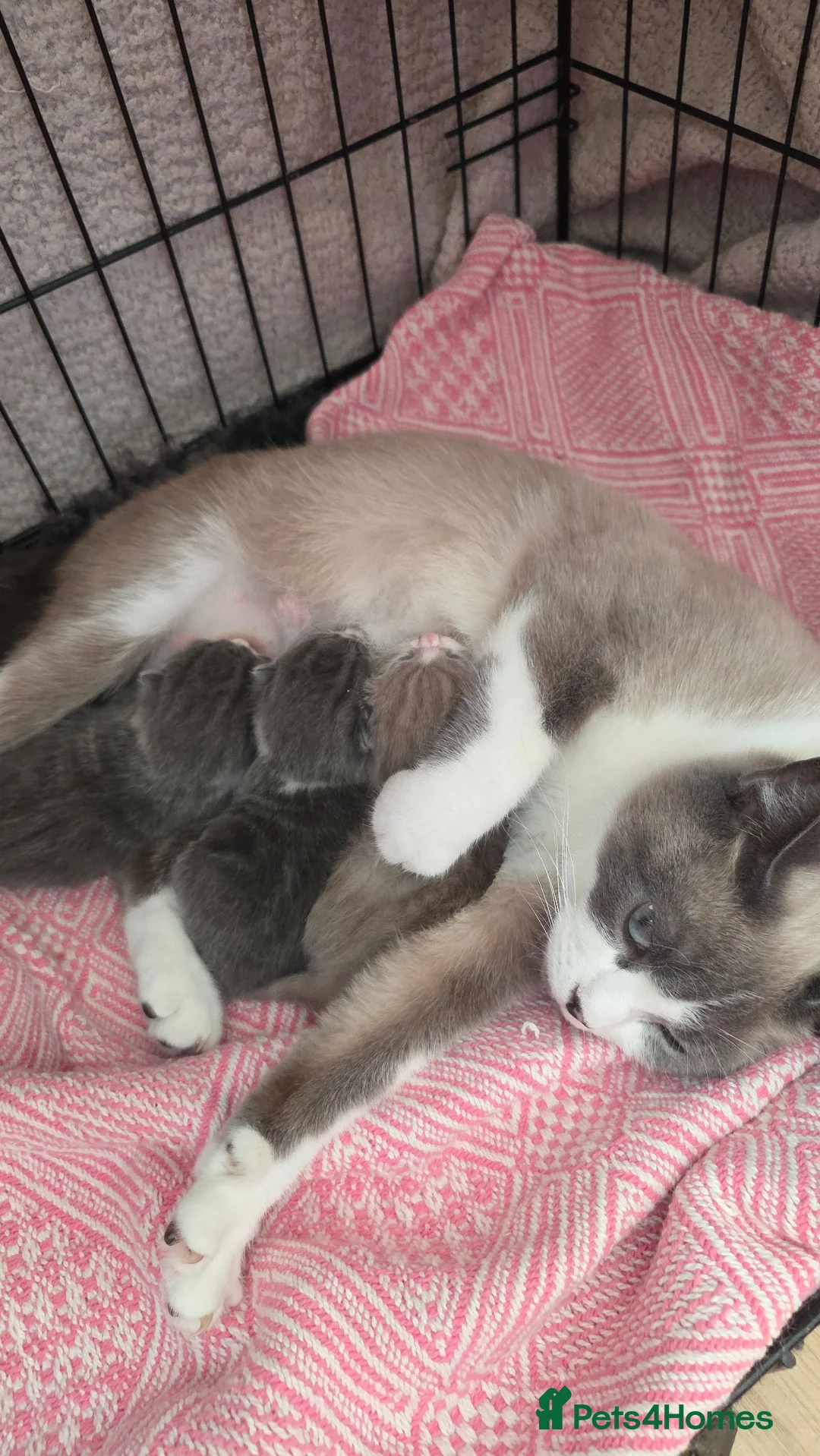 British Shorthair cats for sale: Beautiful British Shorthair Girls - Advert 9