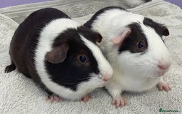 Guinea Pig rodents for sale: Guinea Pigs Sows  - Image 4