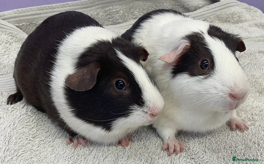 Guinea Pig rodents for sale: Guinea Pigs Sows  - Image 4