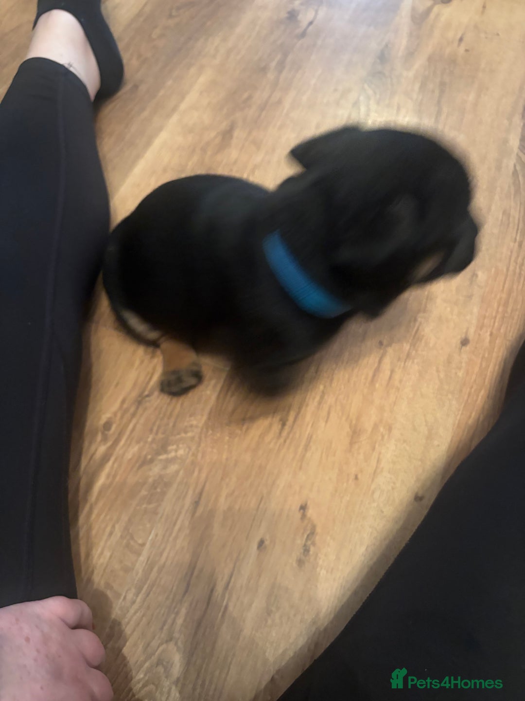 Mixed Breed dogs for sale: Beautiful puppies - Advert 29