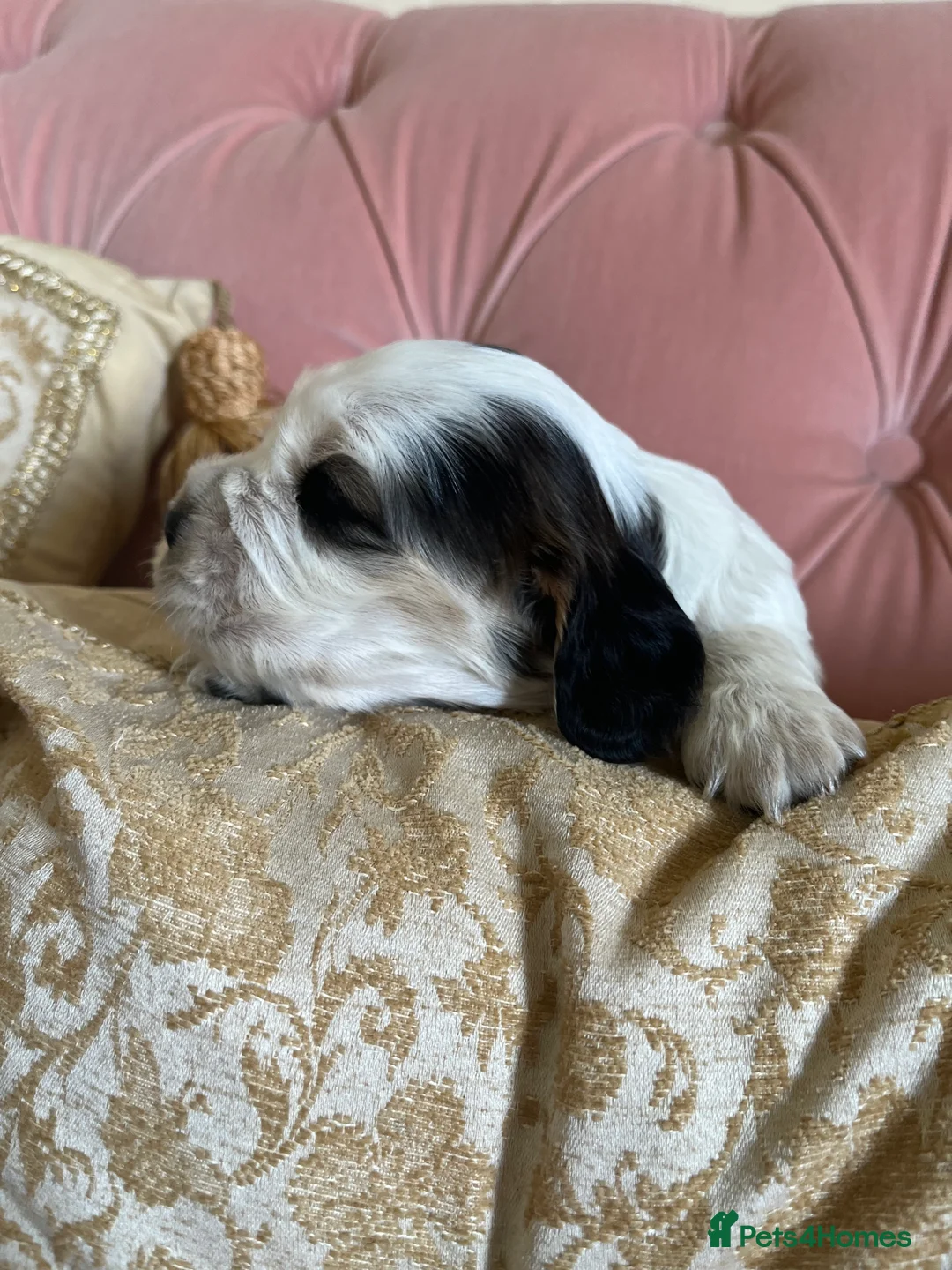 Cocker Spaniel dogs for stud: KC Superb example Classic SHOW Cocker Stud in Ruthin - Advert 24