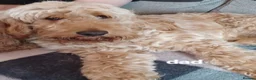 Cockapoo dogs for sale: One F2 miniature cockapoo boy left! Ready now  - Advert 3