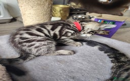 Bengal cats for sale: Bengal x Ragdoll kittens  - Image 17