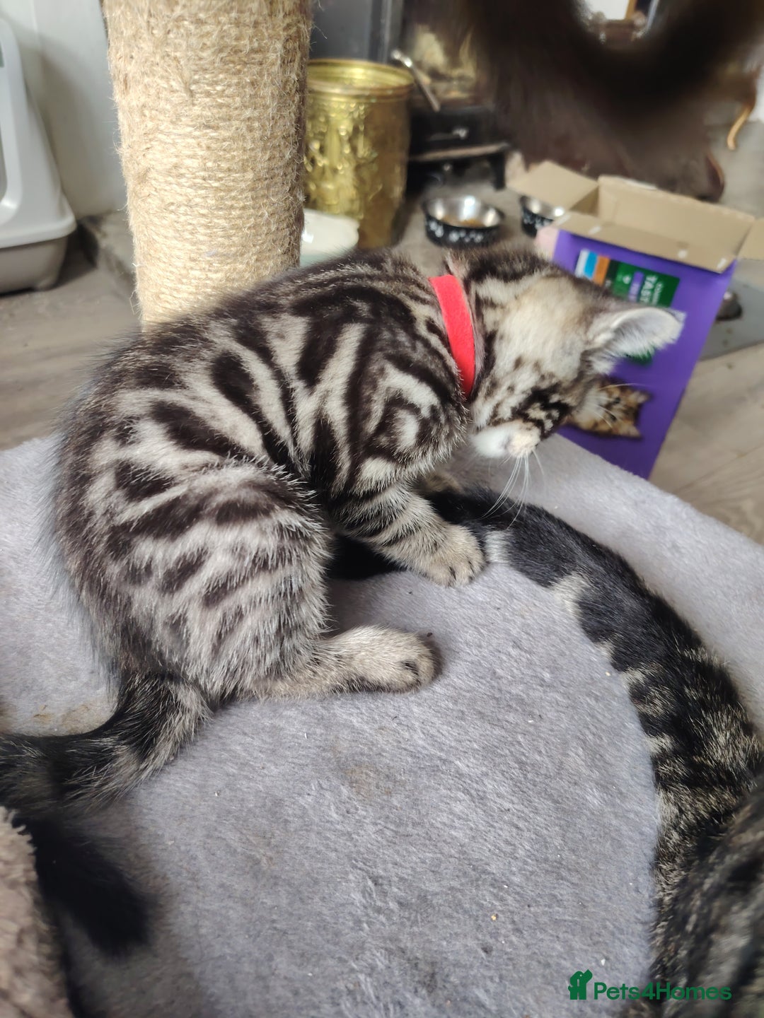 Bengal cats for sale: Bengal x Ragdoll kittens  - Image 17