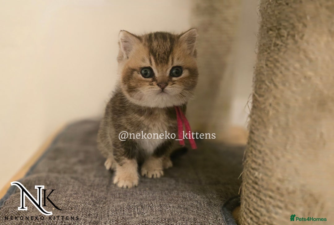 British Shorthair cats for sale: GCCF REGISTERED BSH TEDDY'S 🐻 🧸  - Advert 13