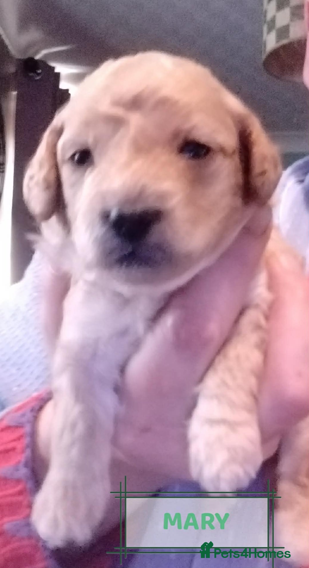 Mixed Breed dogs for sale: Adorable Maltipoo/Cockapoo Puppies - Advert 16