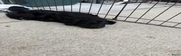 Mixed Breed dogs for sale: Jackapoo puppies  in Luton - Advert 20
