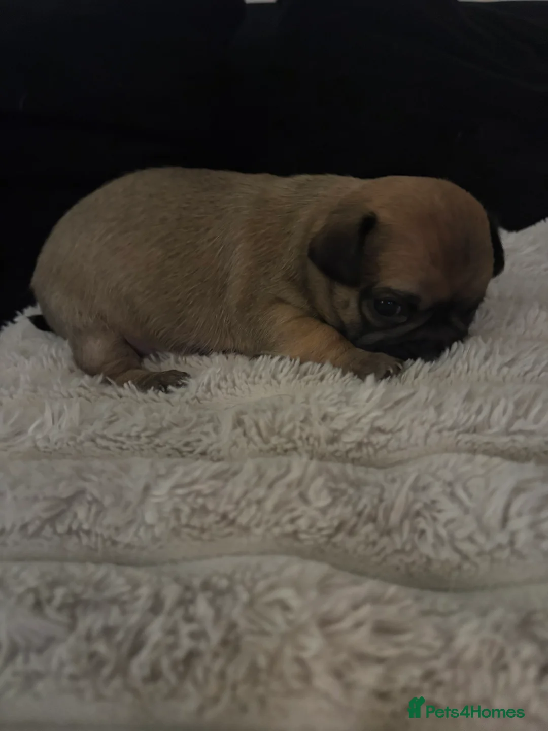 Chihuahua dogs for sale: Chihuahua Puppies - Advert 2