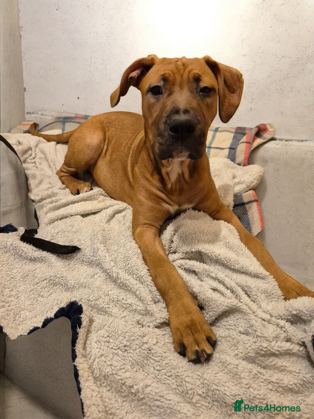 Mixed Breed dogs for sale: Bullmastiff x puppies 🐶  - Advert 36