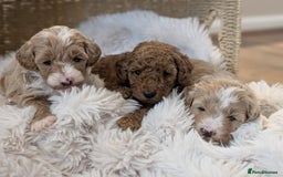 Australian Labradoodle dogs for sale: Minature Austrailian labradoodles - Image 13