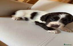 Cocker Spaniel dogs for sale: Cocker spaniel puppies - Image 6