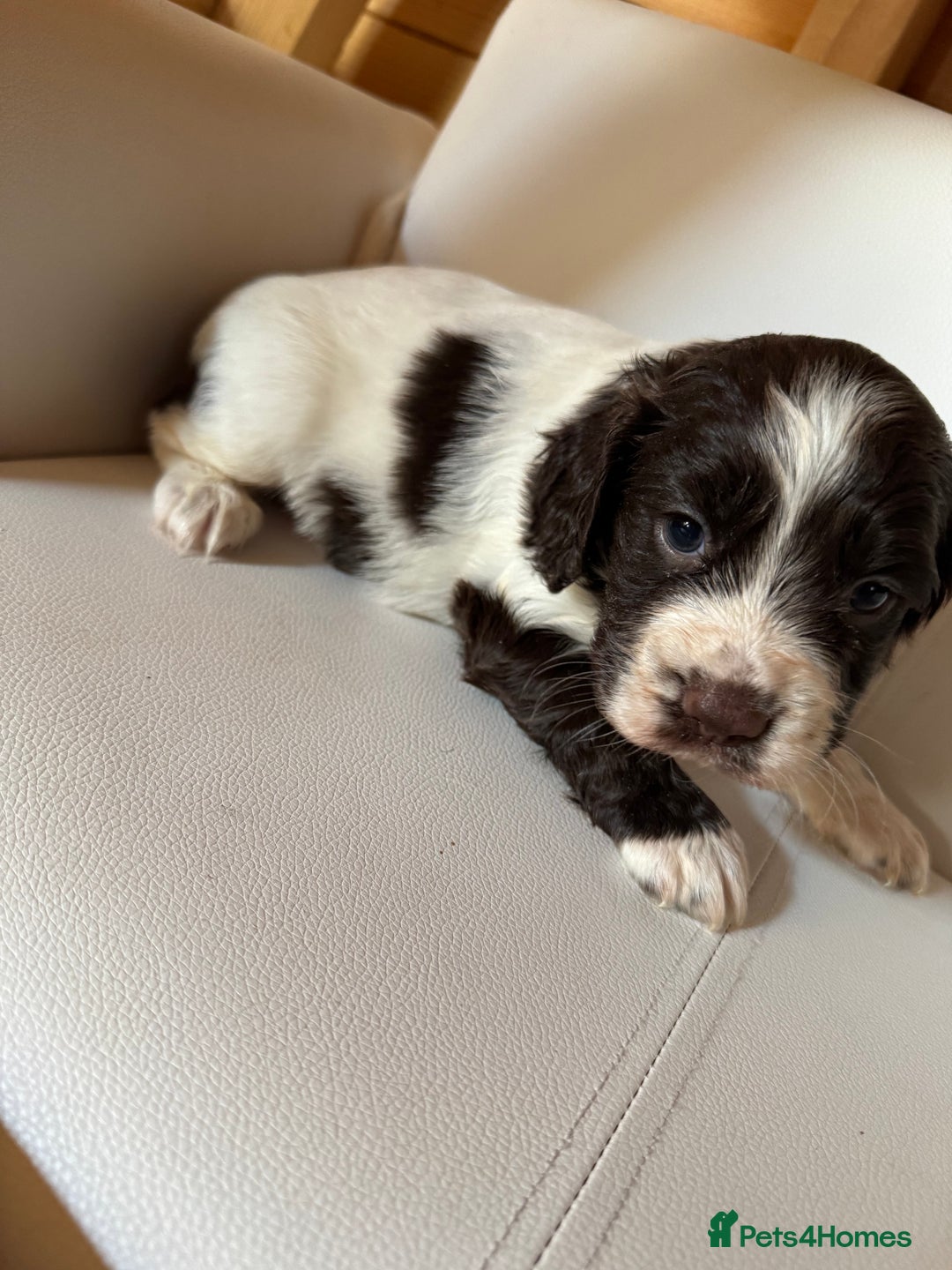 Cocker Spaniel dogs for sale: Cocker spaniel puppies - Image 6
