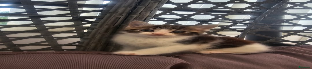 Mixed Breed Kitten 2