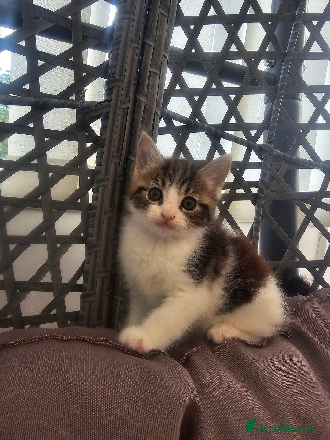 Mixed Breed cats for sale: Kittens  - Image 5