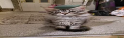 Maine Coon cats for sale: Maine coon - Advert 2
