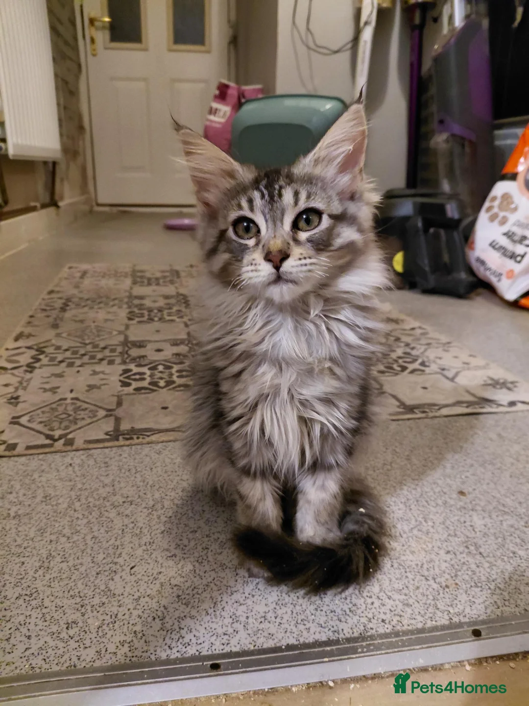Maine Coon cats for sale: Maine coon - Advert 2