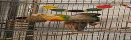 Conures birds for sale: Rio and Kiwi in Durham - Advert 3