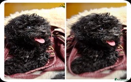 Toy Poodle dogs for sale: Teddy face ASIAN toy poodle pups - ready now  - Image 1