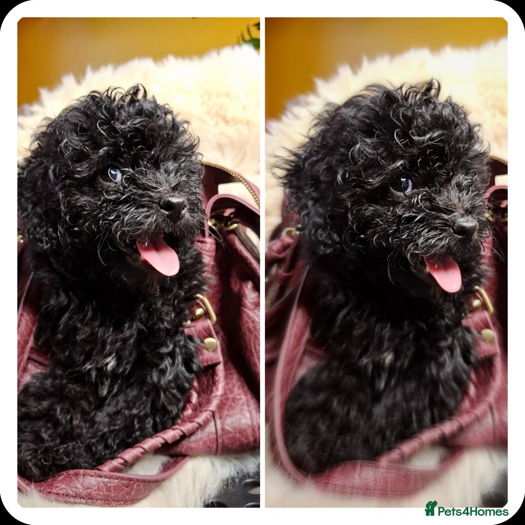 Toy Poodle dogs for sale: Teddy face ASIAN toy poodle pups - ready now  - Image 1