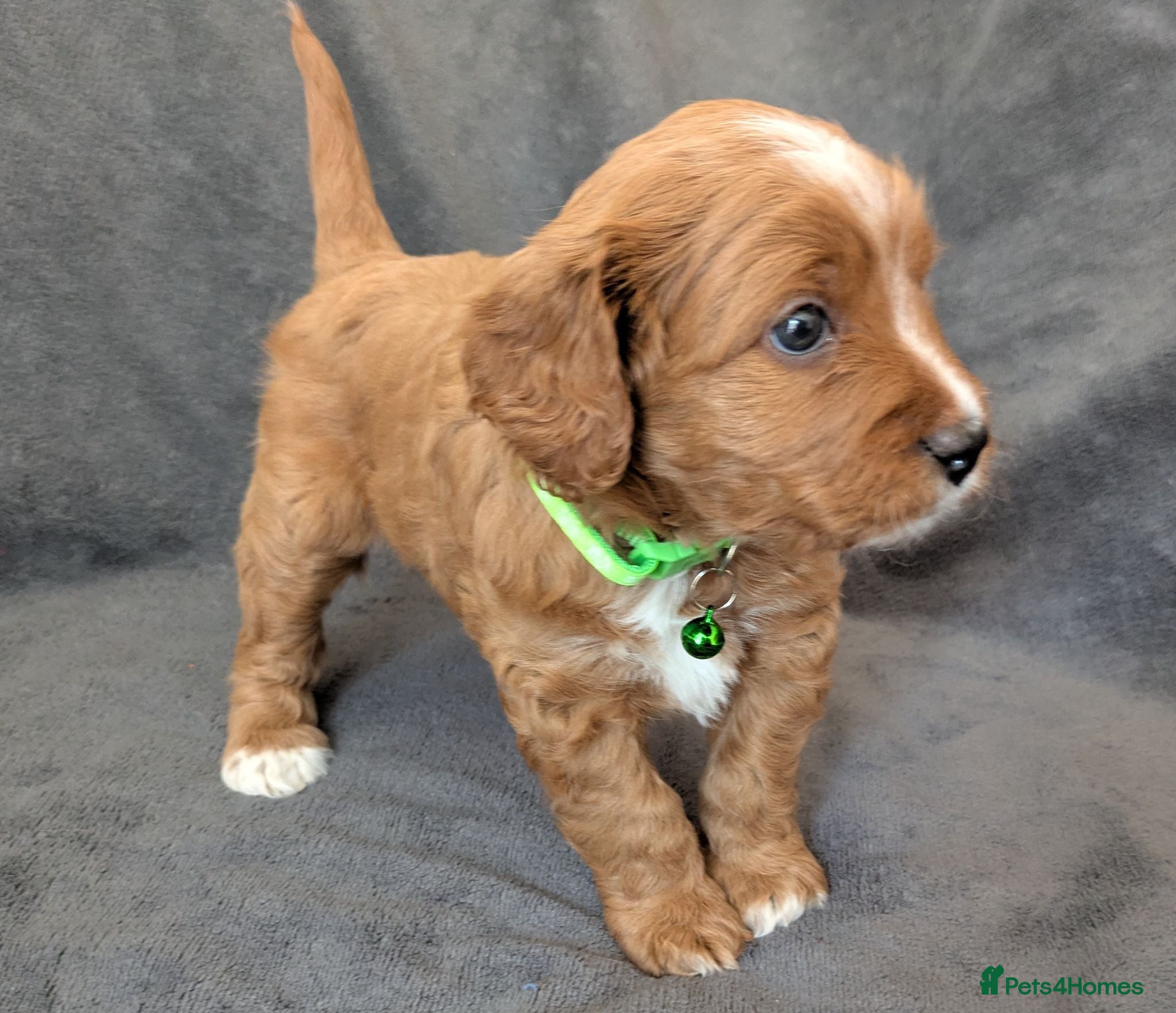 Cavapoo dogs ONLY ONE BOY PUPPY LEFT, price open to negotiation - Advert 2