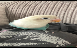 Lovebirds birds for sale: Blue Opaline female lovebird - Image 3