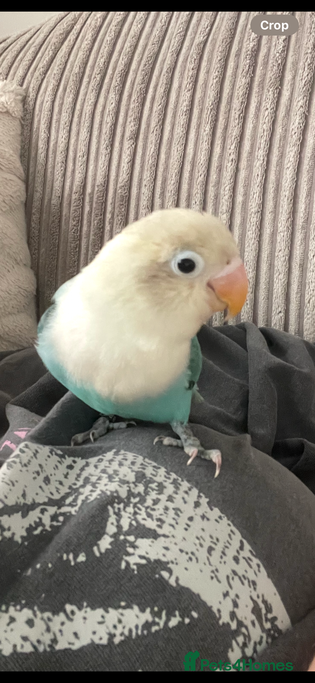 Lovebirds birds for sale: Blue Opaline female lovebird - Image 3