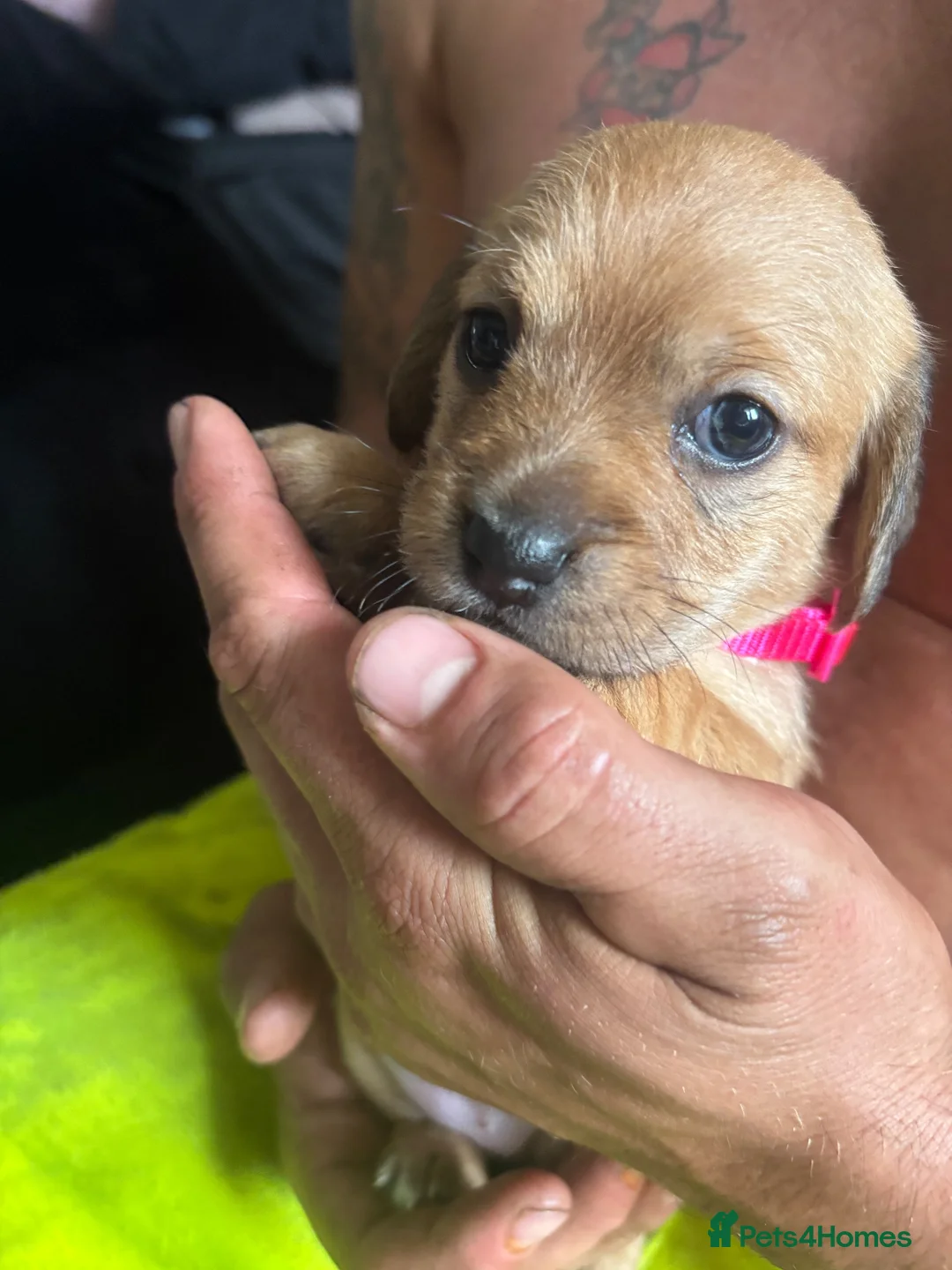 Mixed Breed dogs for sale: Mauxie  - Advert 6