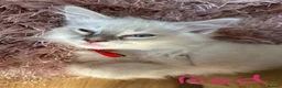 Ragdoll cats for sale: 3 Lilac Blue Ragdoll Little Girls 9wks old  in Colchester - Advert 18