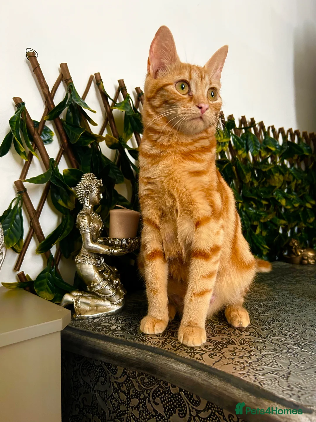 Ragdoll cats for sale: Tabby Ragdoll Kittens for Sale 🐯  - Advert 2