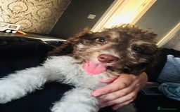 Cockapoo dogs for sale: 1 male cockapoo puppy  - Image 7