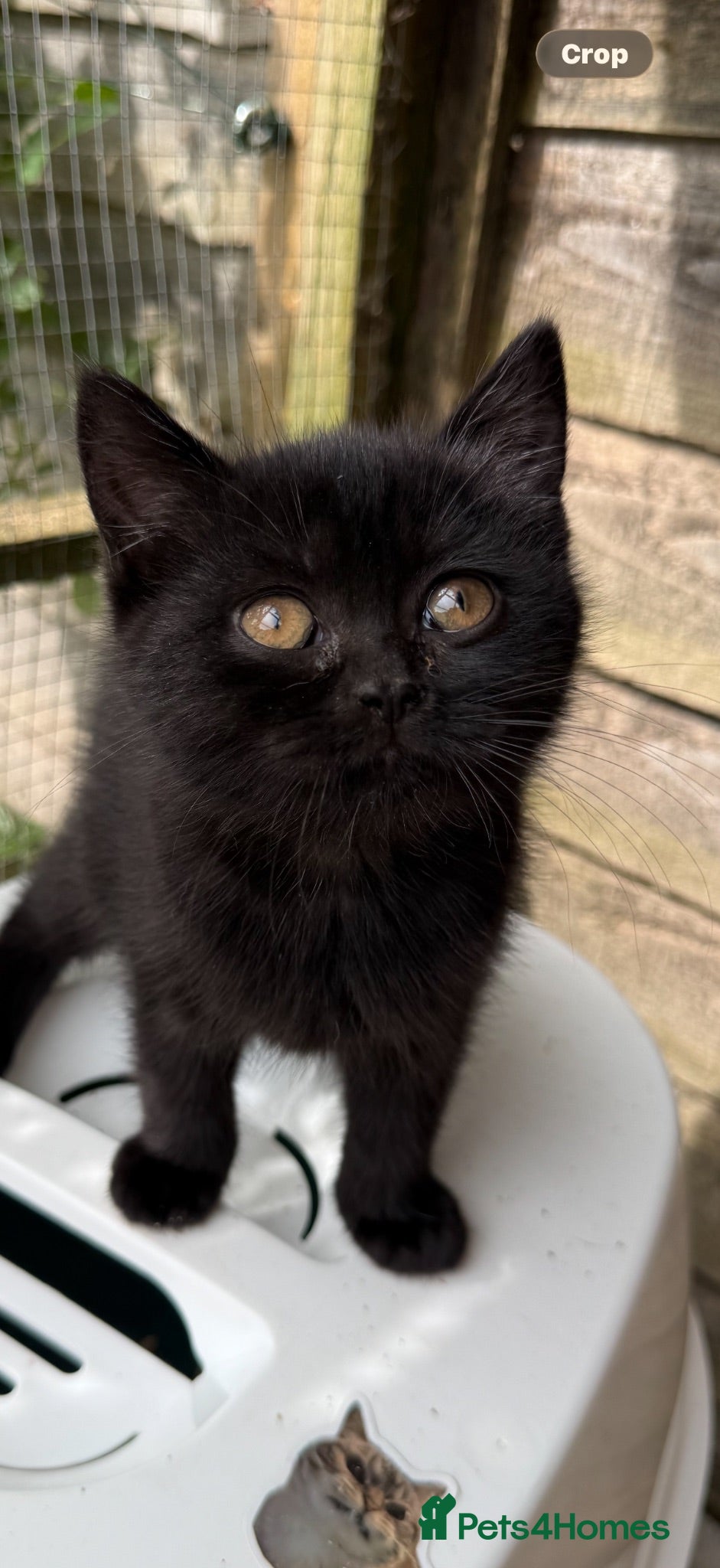 British Shorthair cats BSH Dark Chocolate Male REDUCED!! - Advert 11