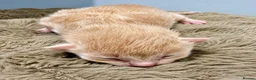 Ragcoon cats for sale: The best F1 Ragcoon kittens.  - Advert 15