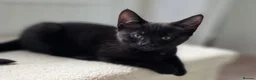 American Shorthair cats for sale: 2 Beautiful Mixed American Shorthair Kittens in Nottingham - Advert 16