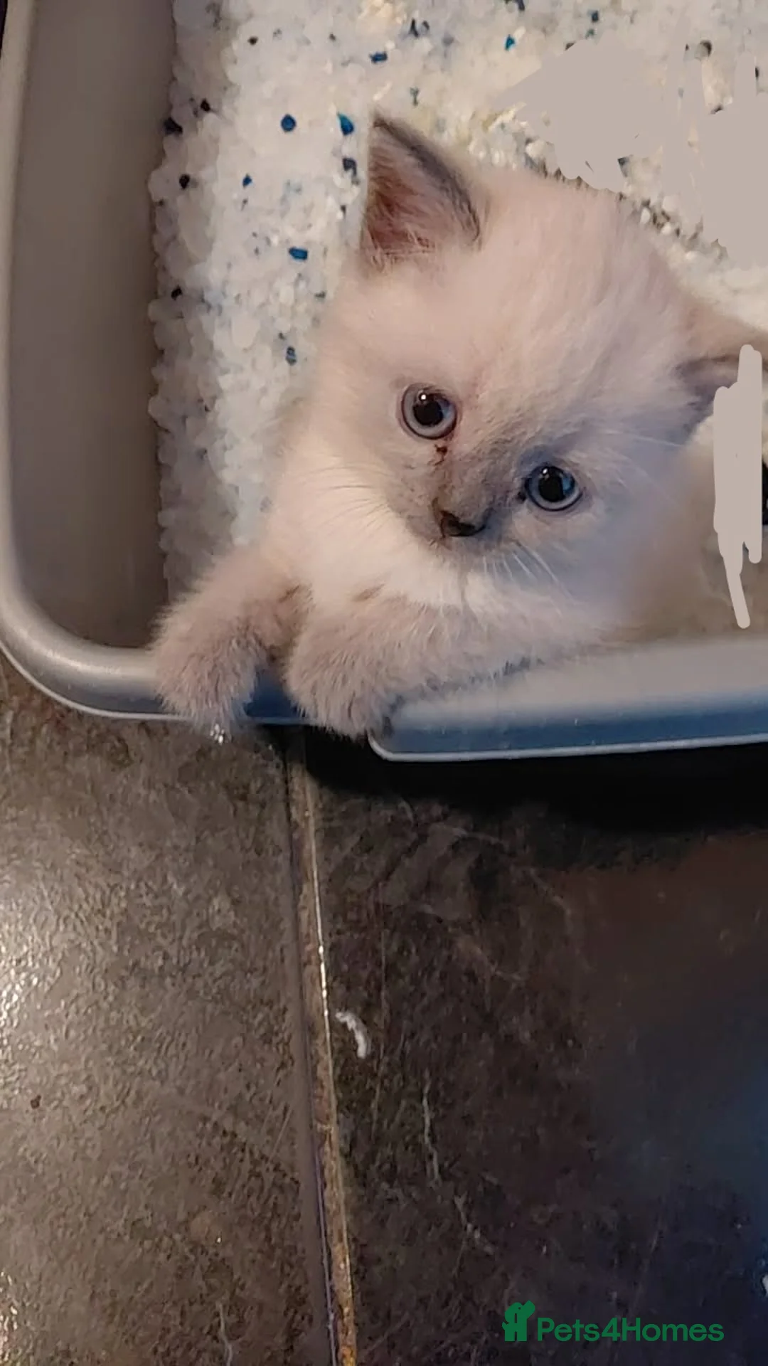 British Shorthair cats for sale: British shorthair kittens - Advert 2