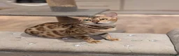 Bengal cats for sale: Beautiful Retired Female Bengal - Advert 14
