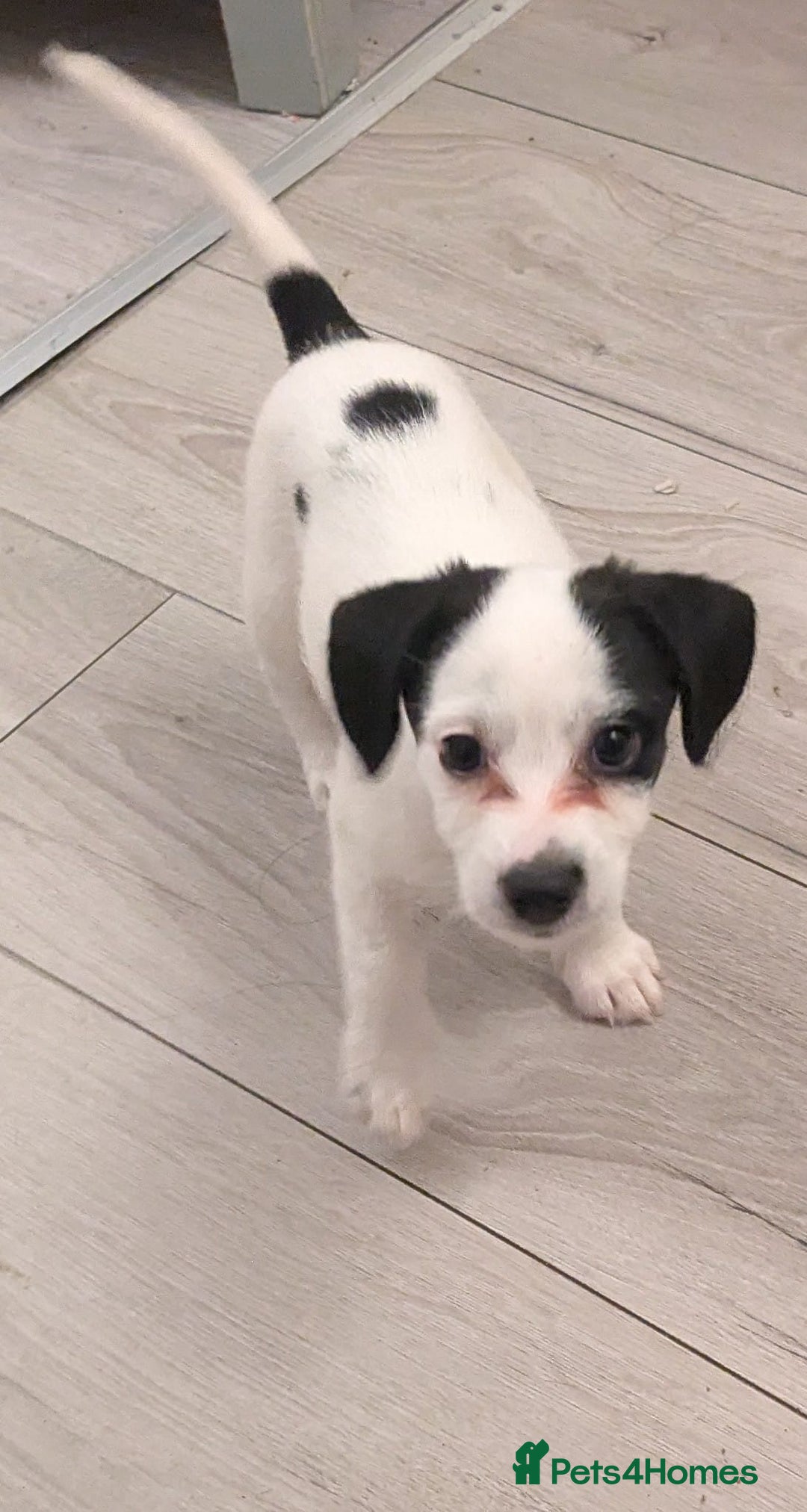 Mixed Breed dogs for sale: Cockapoo x cairn terrier - Image 11